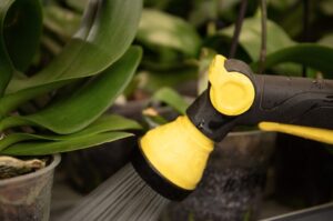 Plante - Orchidée - Arrosage