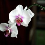 Plante Orchidée - Maison