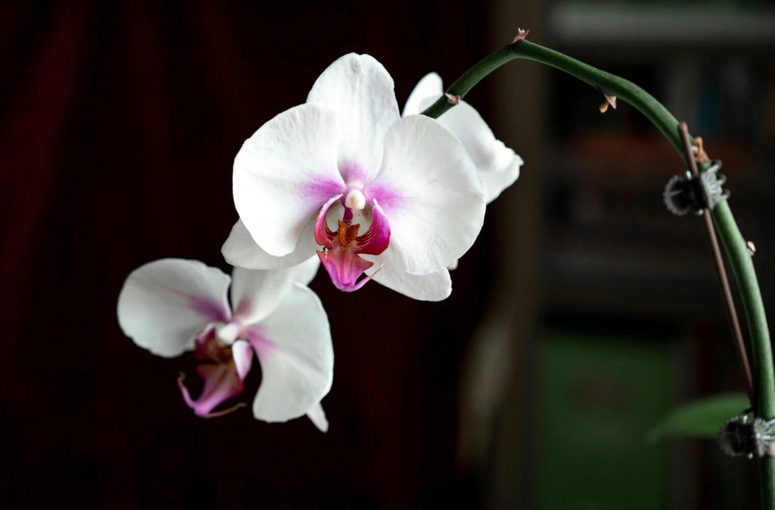 Plante Orchidée - Maison