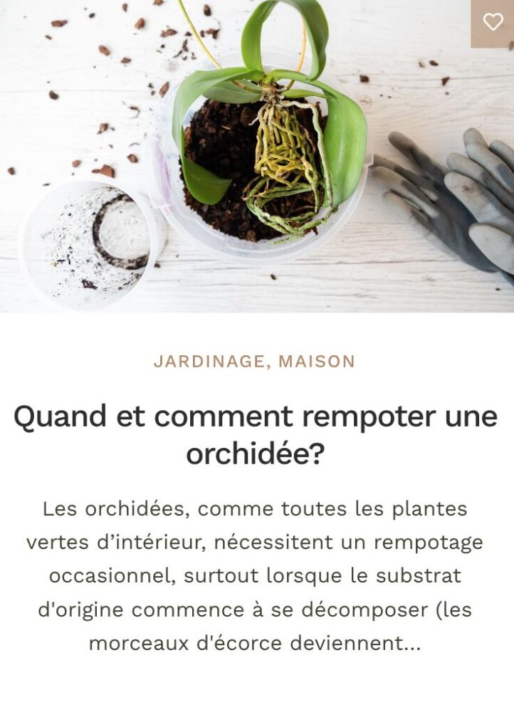 Rempoter une orchidée