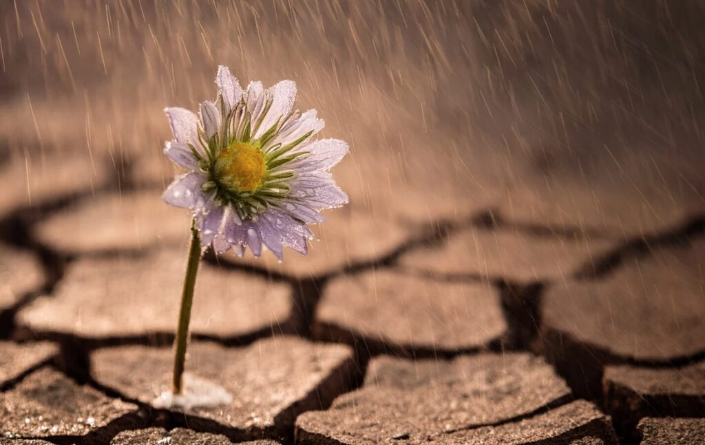 Résilience - Fleur - route