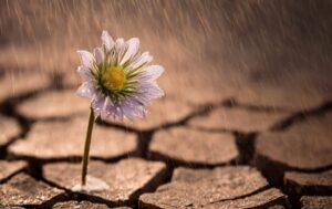 Résilience - Fleur - route