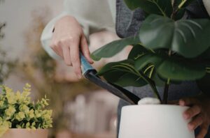 Entretient des plantes