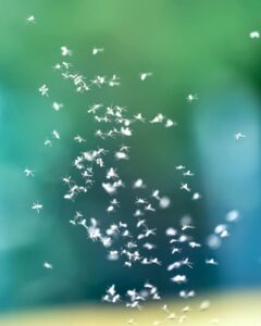 Moucherons plantes intérieures