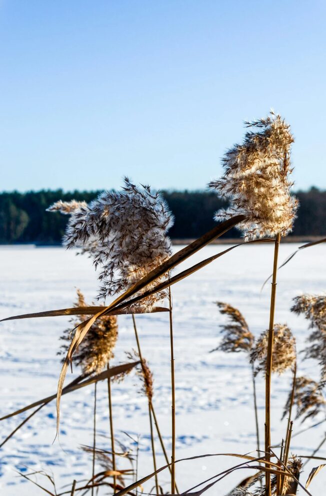 Labrador - Terre Neuve