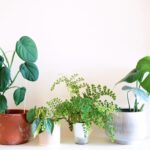 Plante - Énergie et protection