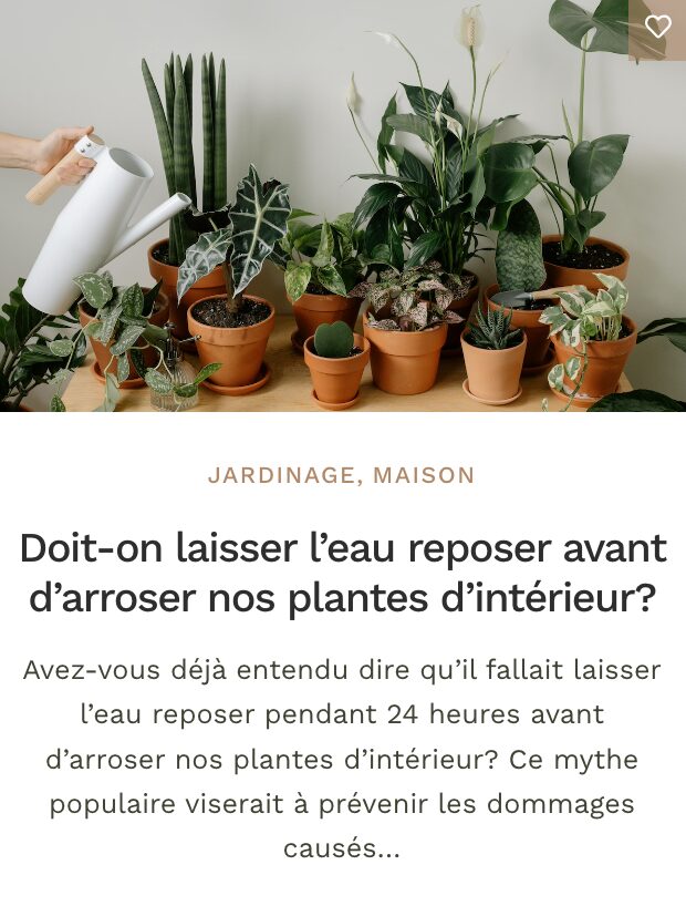 Plante entretient