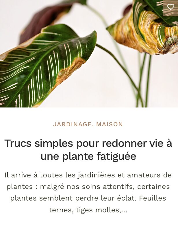 Plante entretient