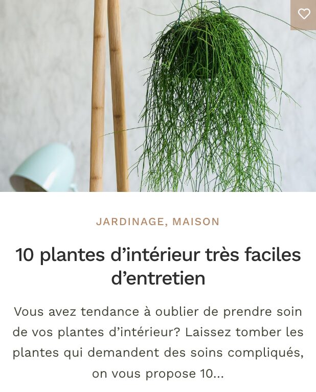 Plantes faciles entretient