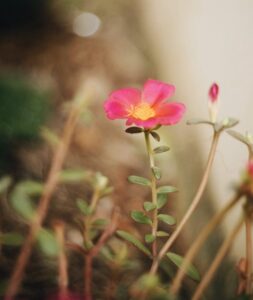 Printemps - fleur rose