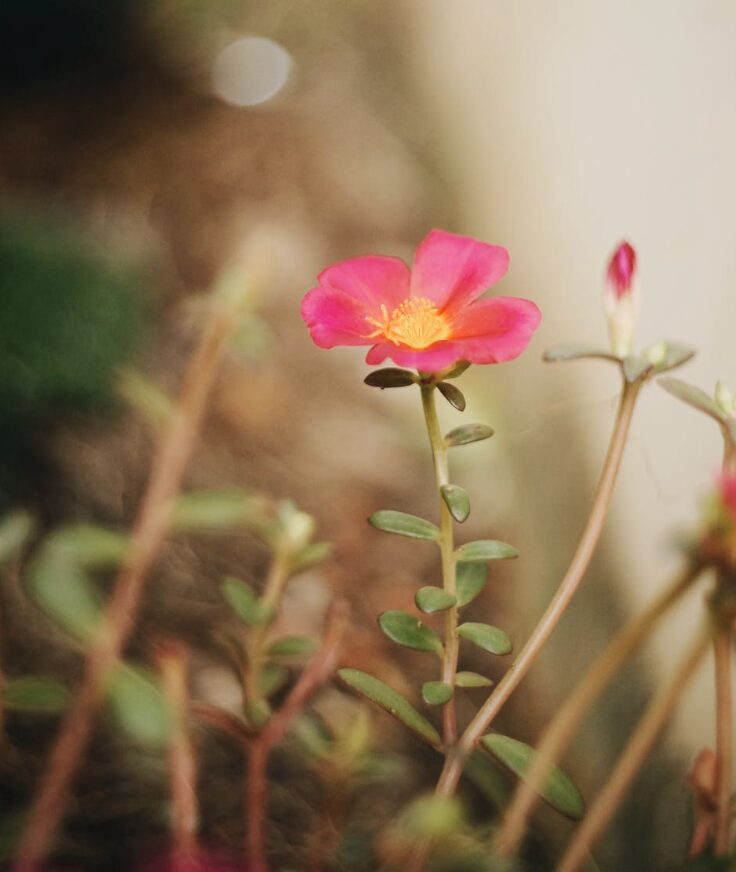 Printemps - fleur rose