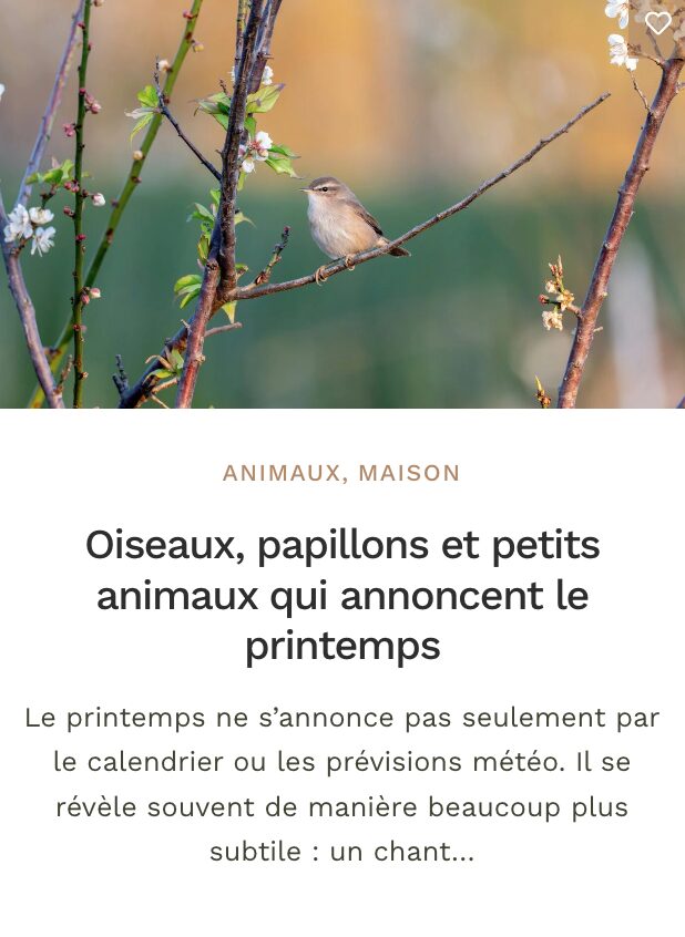Printemps - Oiseaux