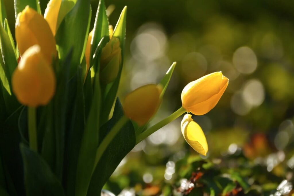 Printemps - couleur jaune