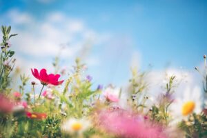 Printemps - couleurs