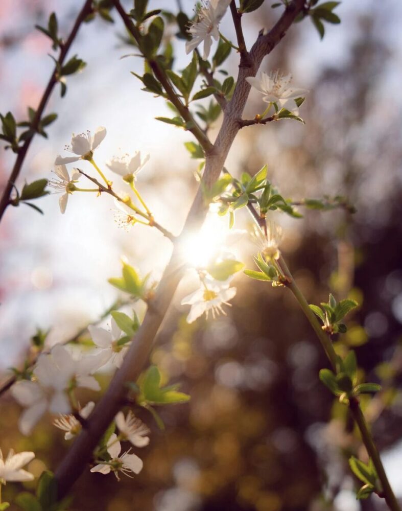 Printemps - lumière soleil