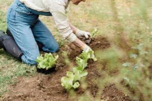 Jardinage