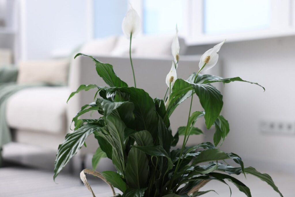 déco plante